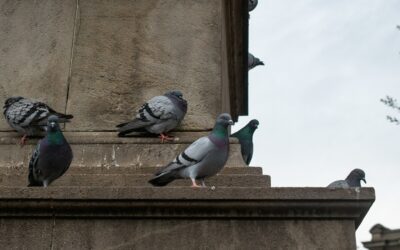 Les méthodes de dépigeonnage : les types d’éloignement anti-pigeon