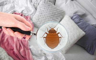 Punaises de lit : quelles sont les solutions pour lutter efficacement contre ce fléau ?