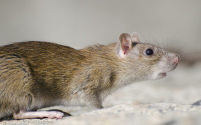 Dératisation à Paris : Trouver une entreprise pour vous débarrasser des rats et souris