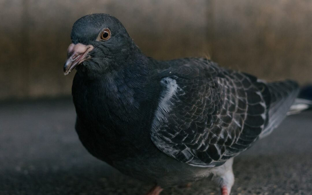Comment faire pour se débarrasser des pigeons ?