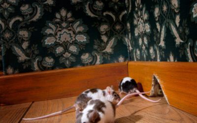 Infestations de souris dans un restaurant : les dangers de ne pas les traiter