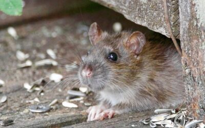 Comment éliminer les souris dans un restaurant ou un bar à Paris ?