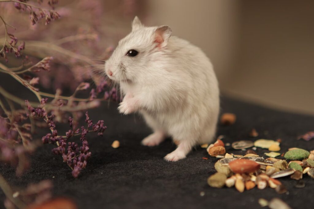 lutter contre les rats à Paris