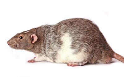 Syndic de copropriété : comment lutter contre les rats, souris et cafards ?