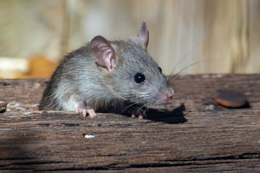 Souris